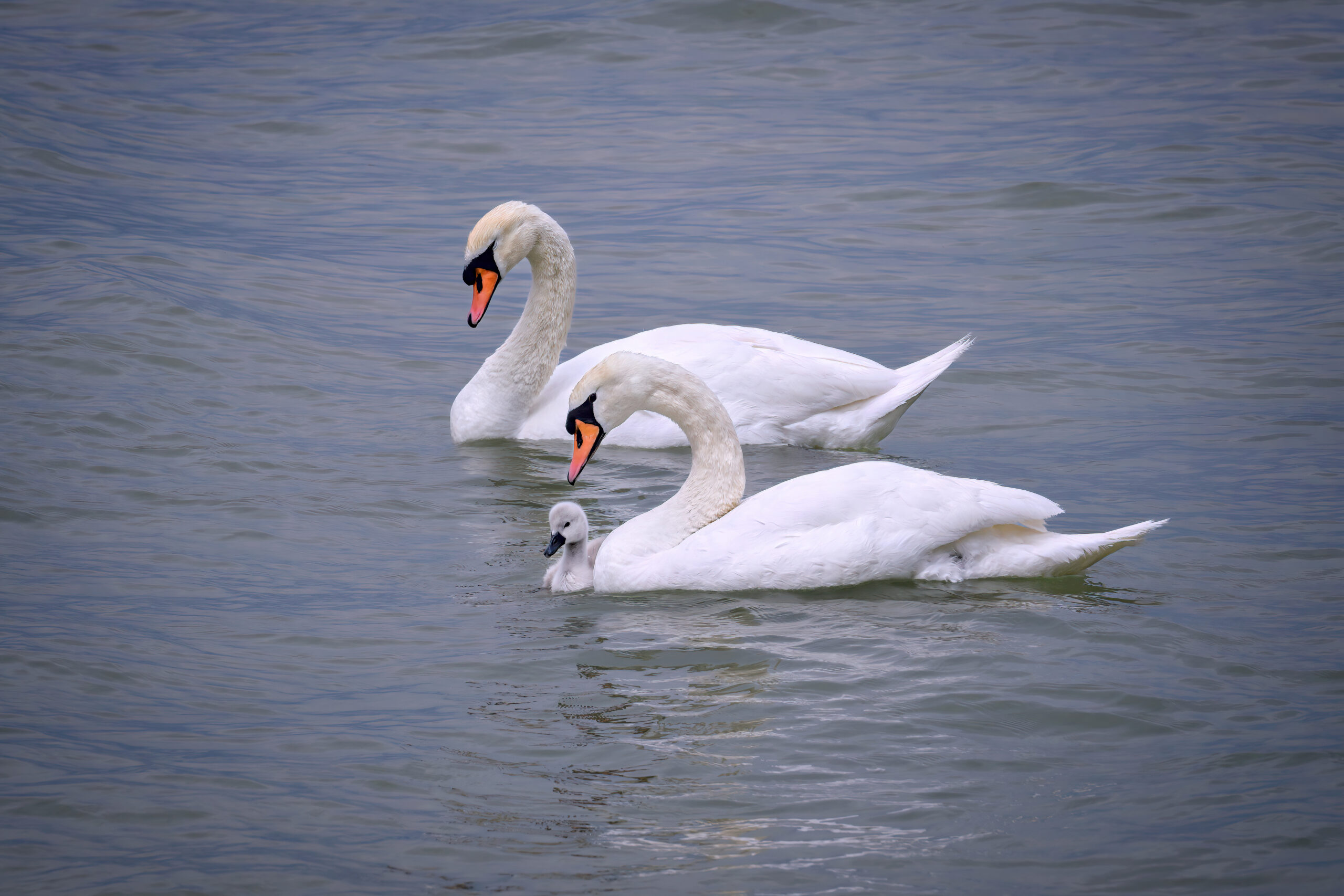 Preserving Swans with Frozen Peas: A Unique Approach to Animal Conservation